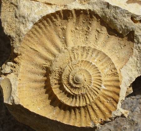 2025 10 fossile